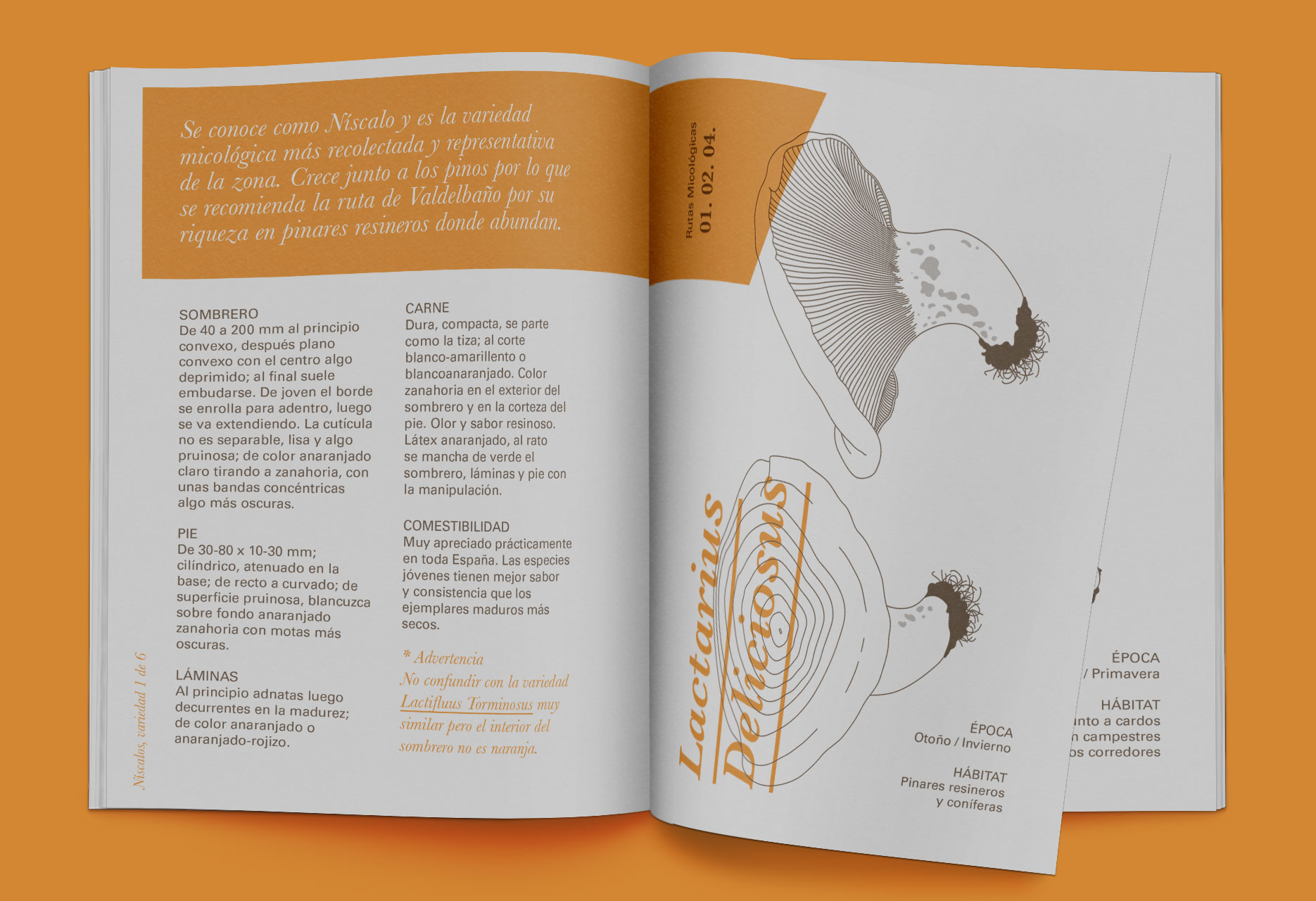 Diseño de marca y guía micológica Tierras de Berlanga - diseño editorial / identidad corporativa / ilustración