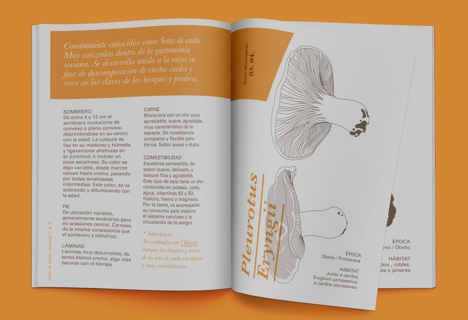 Brand design and mycological guide Tierras de Berlanga - publishing design / branding / illustration