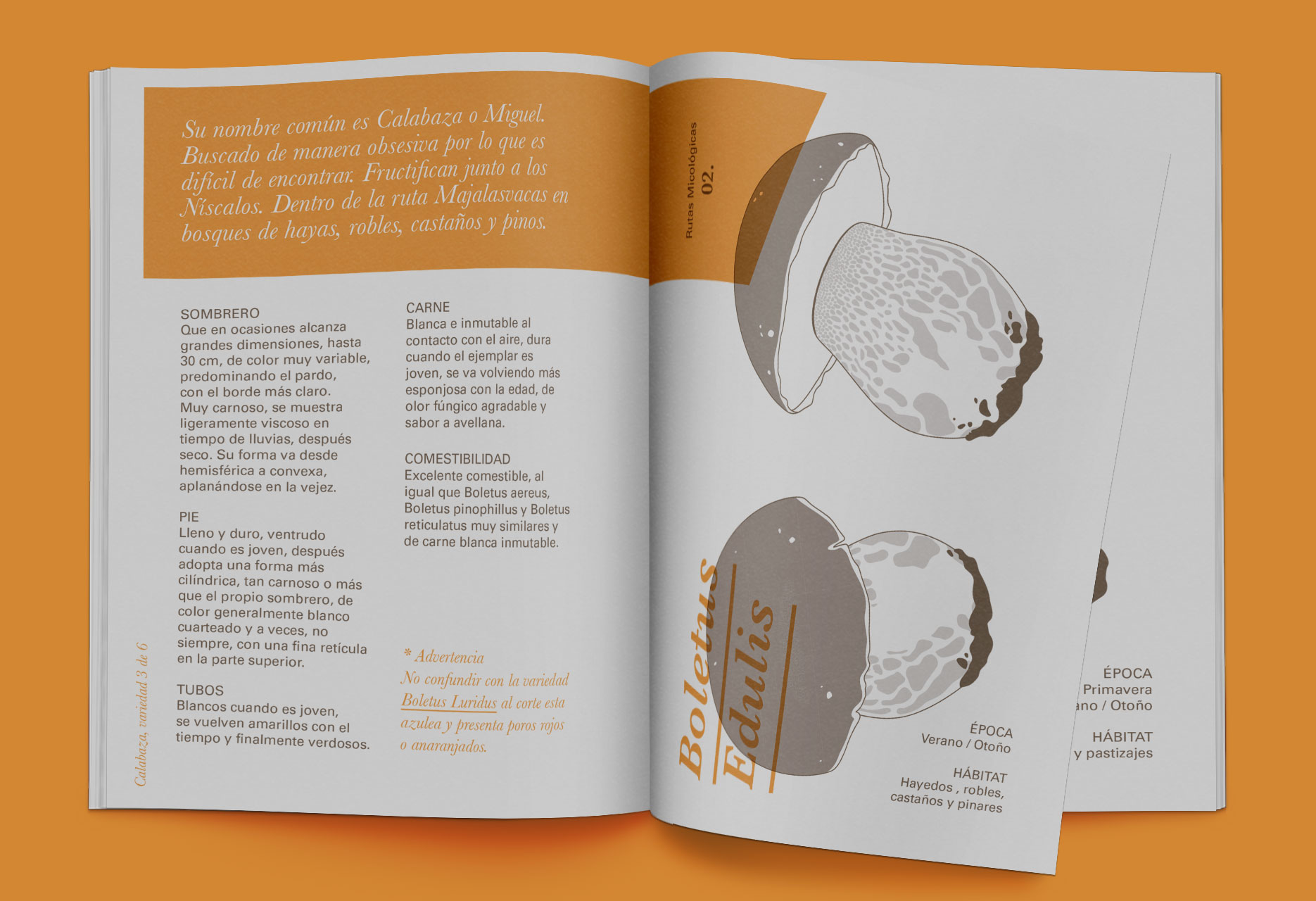 Brand design and mycological guide Tierras de Berlanga - publishing design / branding / illustration - 2015