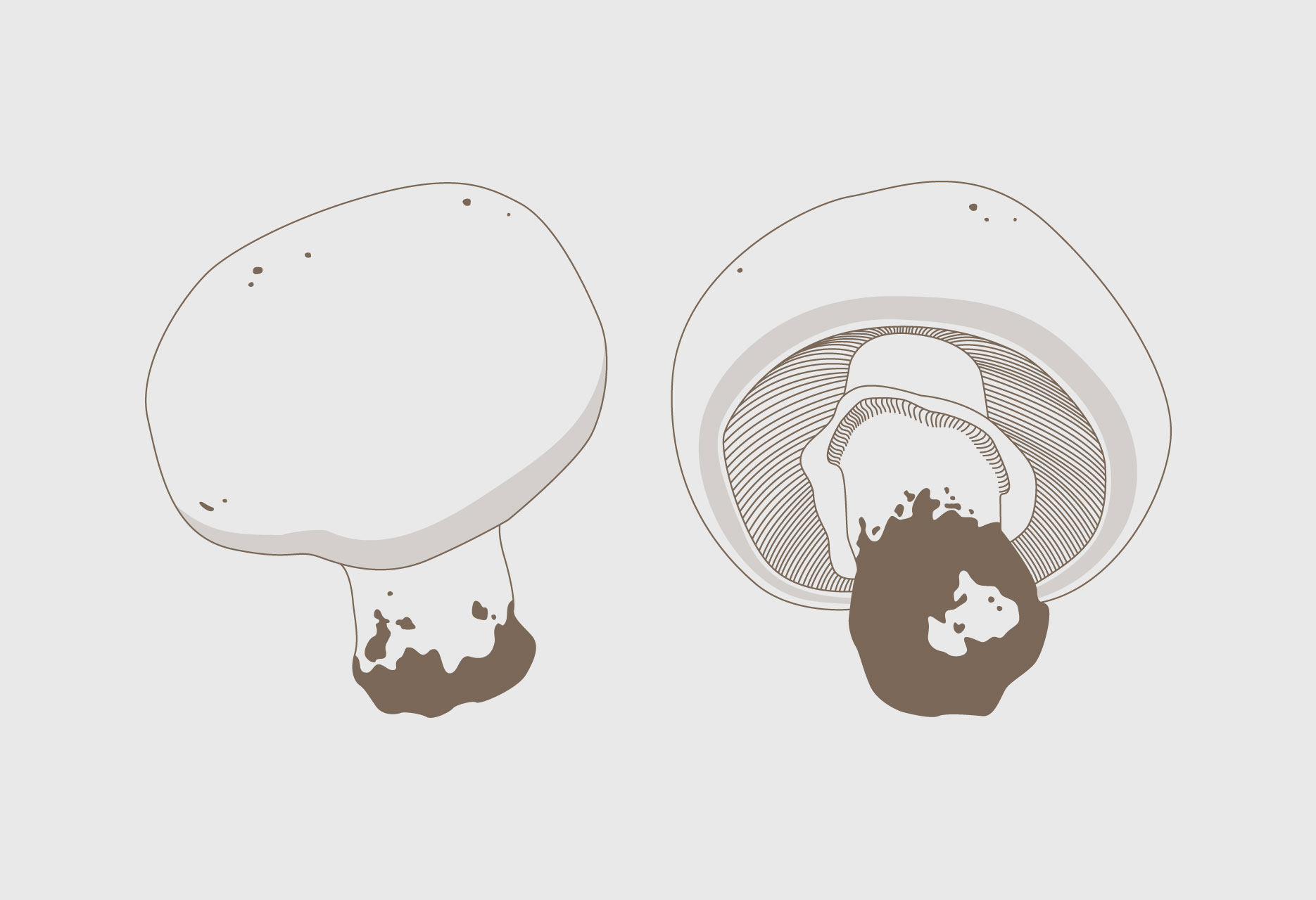 Brand design and mycological guide Tierras de Berlanga - publishing design / branding / illustration - 2015