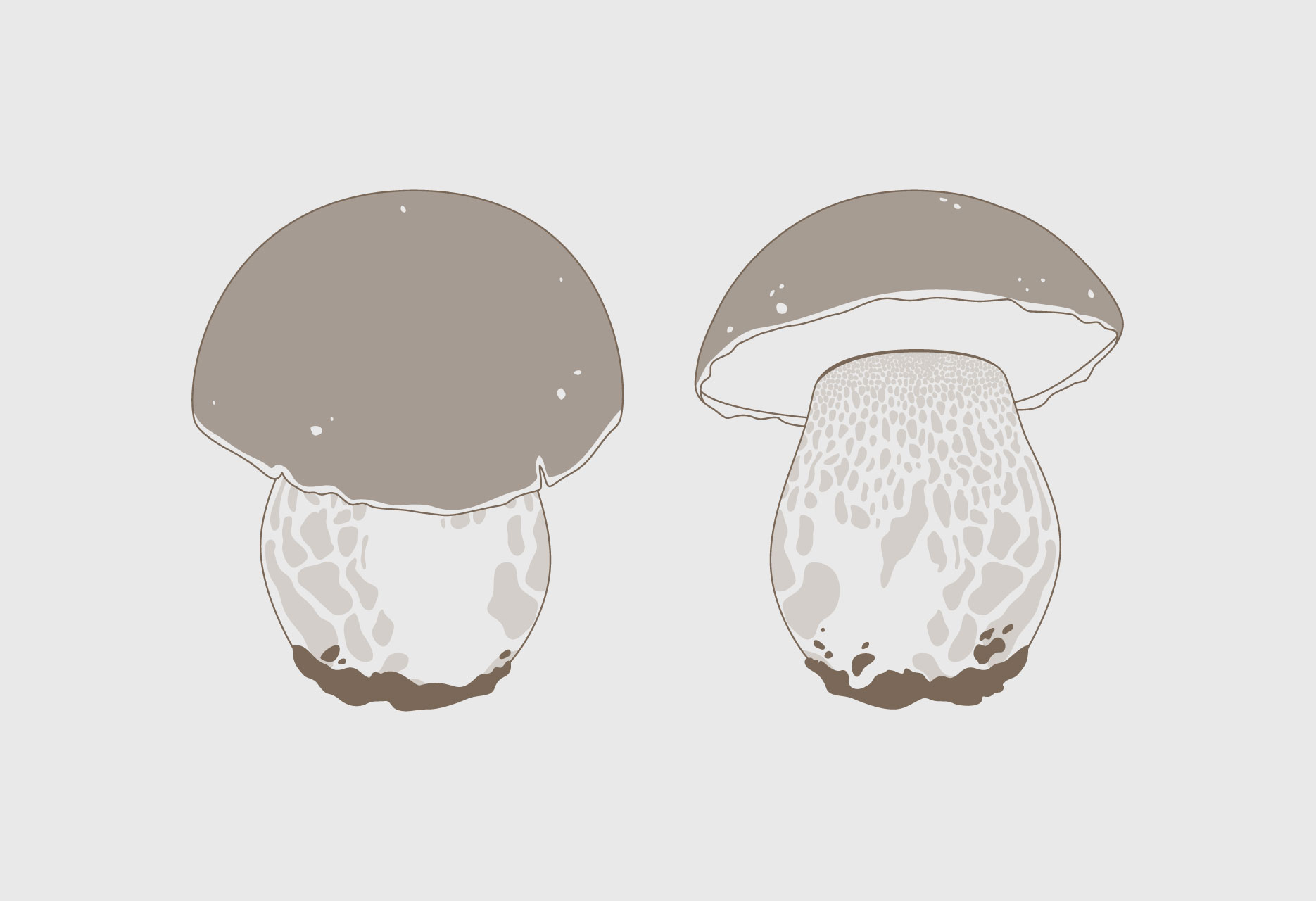 Brand design and mycological guide Tierras de Berlanga - publishing design / branding / illustration - 2015