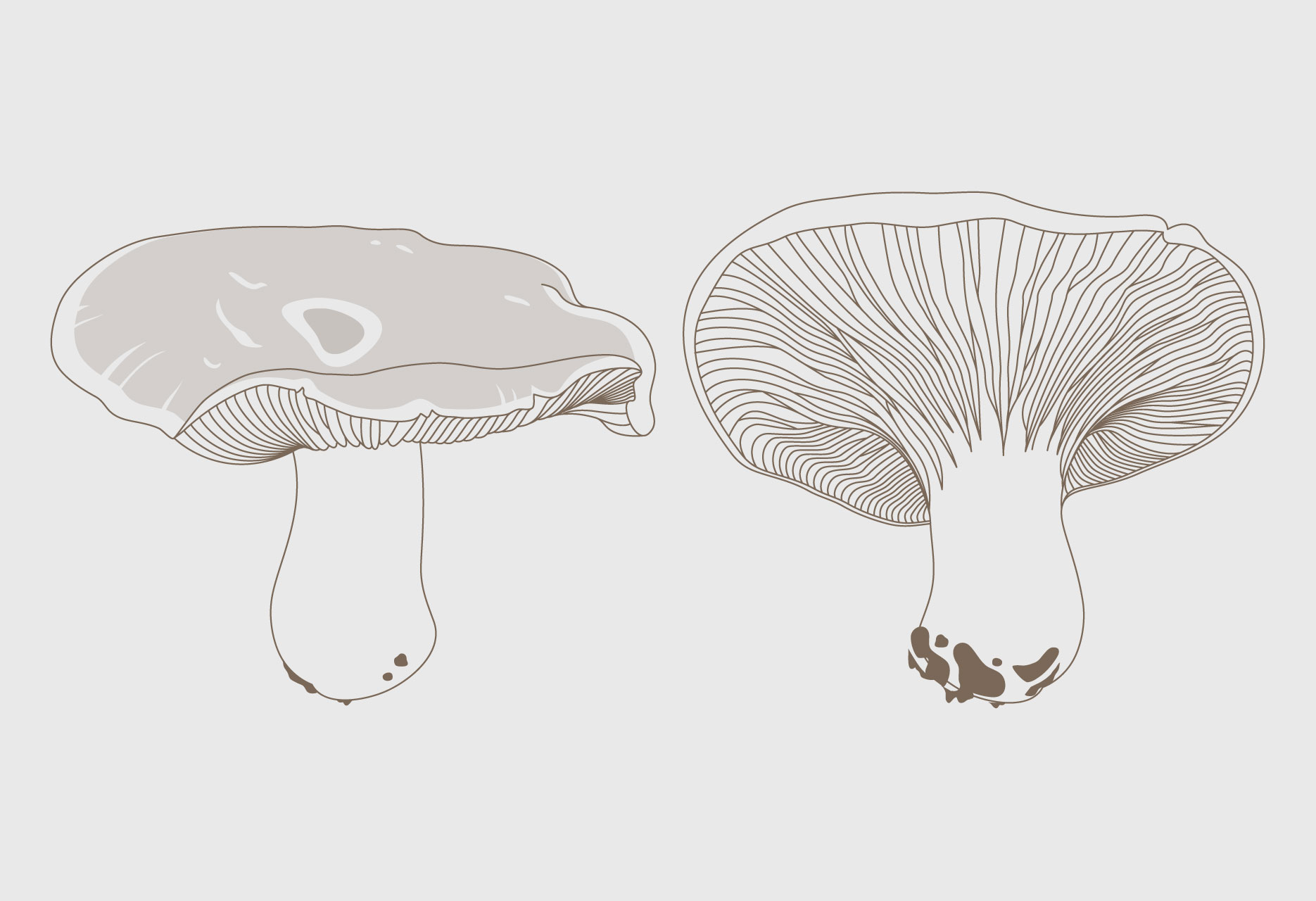 Brand design and mycological guide Tierras de Berlanga - publishing design / branding / illustration - 2015