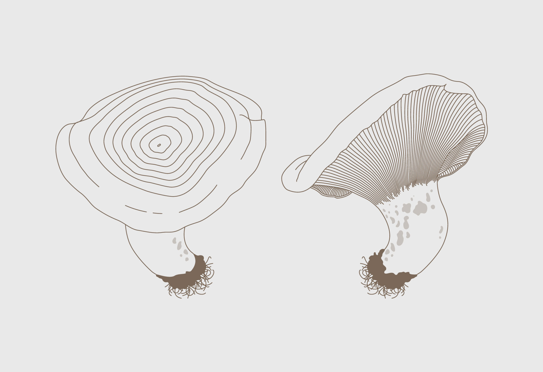 Brand design and mycological guide Tierras de Berlanga - publishing design / branding / illustration